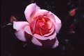 Picture Title - Rose