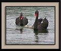 Picture Title - Taking Babies Swimming