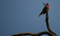 Picture Title - Rainbow Lorikeet