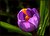 Crocus 2