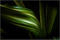 Picture Title - Tropical Study II