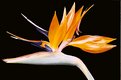 Picture Title - Bird of Paradise