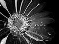 Picture Title - Black & White Flower