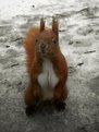 Picture Title - Squirrel's portrait