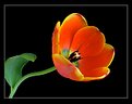 Picture Title - A single tulip