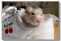 Picture Title - Another hamster in a shoe