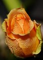 Picture Title - Rose1