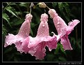 Picture Title - Bells