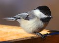 Picture Title - Rocky Mountain Black Capped Chickadee