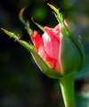 Picture Title - Pastel Rose Bud