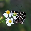 Picture Title - Zebra Butterfly Feeding