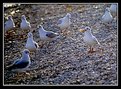 Picture Title - Hungry gull's