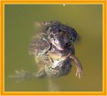 Picture Title - Frogs... The Wonder of Nature ...1