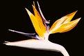 Picture Title - Bird of paradise