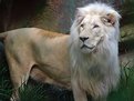 Picture Title - White Lion