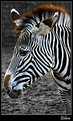 Picture Title - Zebra