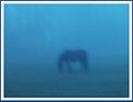 Picture Title - A horse in the mist