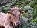 Picture Title - cow