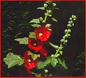 Picture Title - Hollyhocks