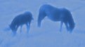 Picture Title - Blue Horses