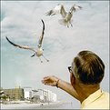 Picture Title - Feeding the Gulls