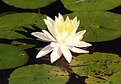 Picture Title - Waterlilly 2