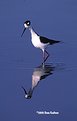 Picture Title - Black-Necked Stilt