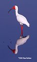 Picture Title - White Ibis