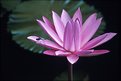 Picture Title - Water Lily