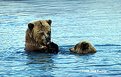 Picture Title - Brown Bears