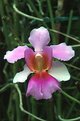 Picture Title - Orchid