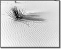 Picture Title - White Sands 2