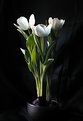 Picture Title - White Tulips