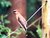 Cedar Waxwing