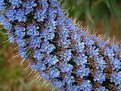 Picture Title - A blue flower path