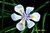 White Flower