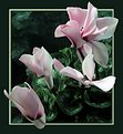 Picture Title - Cyclamens in my garden