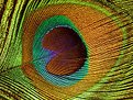 Picture Title - One of the Peacock's colorful eyes