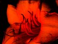 Picture Title - RED LILY