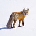 Picture Title - Hunting Fox: A Formal Portrait