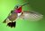 Male Broadtail Hummingbird