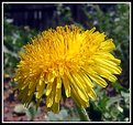 Picture Title - A Dandelion