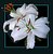 Snow-white Day Lily