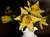 Daffy