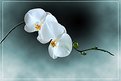 Picture Title - Orchids
