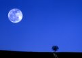 Picture Title - "THE MOON & THE TREE"