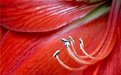 Picture Title - Amaryllis in bloom