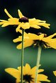 Picture Title - Black Eyed Susan