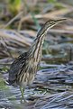 Picture Title - American Bittern