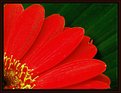 Picture Title - Gerbera Quarter